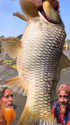 বহু বছরের পুরনো বিলে সব দানবাকৃতির মাছ ধরা 31 kg wallago fishing #reels #villagelife #fishing | Shanto Fishing BD