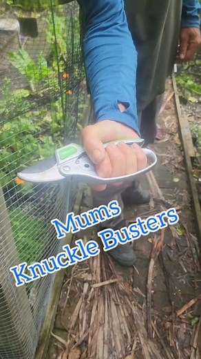 8.7K views · 170 reactions | Fresh delicious shellfish  we are soo lucky here! #cockles #seafood #kaimoana #cooking | Muddy Feet | Facebook