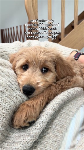 Training Your Goldendoodle Puppy: Essential Tips