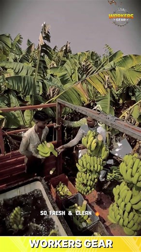 How Bananas Are Harvested and Washed for Sale – Smart Farm Handling & Processing
