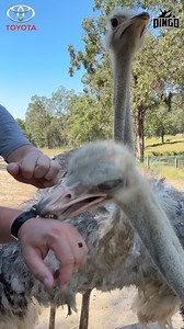 10K views · 256 reactions | Running from an Ostrich in Australia?? Hanging out with @joeball and Critta Cam | Dingo | Facebook