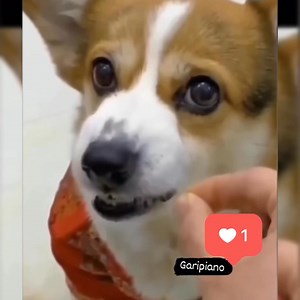 I advise those with weak hearts not to watch | Life’s Heartwarming Tales
