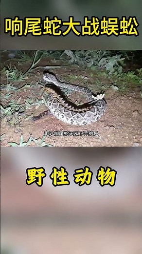 Rattlesnake vs. Centipede #ThrillingMoment #Snake #Centipede #WildlifeUpClose