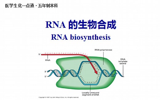 11.1 RNA的合成（一）