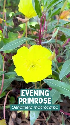 6 Perennials to Plant for Colorful Spring Blooms