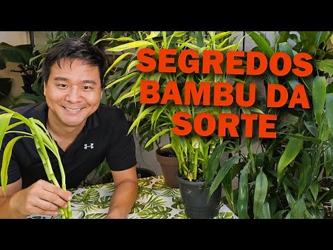 How to grow Lucky Bamboo