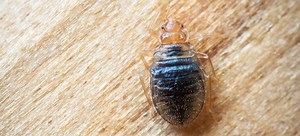 How to Kill Bed Bugs | DoItYourself.com