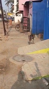 1.7M views · 6.4K reactions | #ChennaiAdoption Someone has either Lost/Abandoned this Indian Breed Male Dog in Manali, Chennai Deepak has just #Rescued him & now in safe hands.... Anyone wants to #Foster or #Adopt, Pls call @ 9884071136 #Rescue #PFCI | People For Cattle In India - PFCI | Facebook