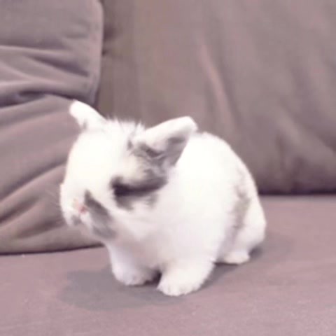 cute baby bunnies gif
