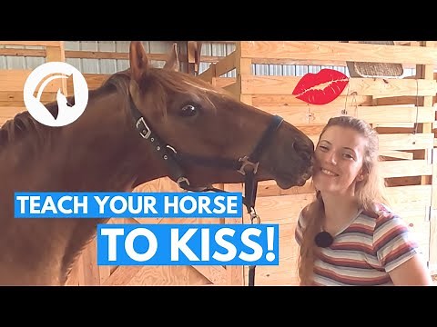 TEACH YOUR HORSE TO KISS! *easy trick training*