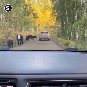 Moo-ve over zombies 🧟‍♂️ Have you ever encountered a 'cow-pocalypse'?! 📹 Jennifer Walton | storyful