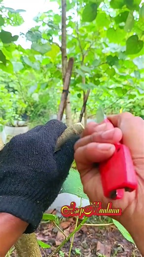 Grafting Unique 🌳🌳 #grafting #unique #bonsai #craft #diy