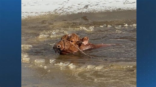 Block Island Fire Department rescues cow stuck in pond