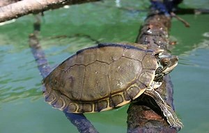 DIY Map Turtle Tank Setup Guide: Build the Ideal Home for Your Map Turtle