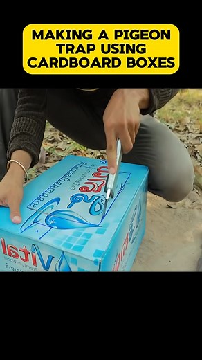 Making a Pigeon trap using cardboard boxes. #lifehacks #pigeon #pigeontrap #trap #videos | No-nonsense Video