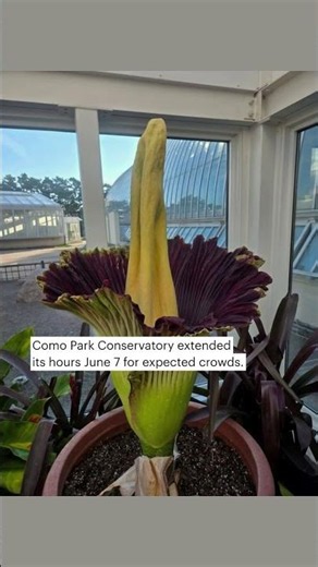 'Horace,' the smelly corpse flower, is blooming at Como