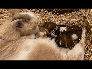 Nigerian Dwarf Goat gives birth to triplets.