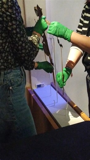 Our Conservation team carefully take down a Javanese shadow puppet from its bespoke mount. It had been on display as part of our popular family-friendly Story Explorers exhibition since May last year. Conservators play a major role in the delivery of exhibitions and are on hand during the de-installation process to ensure collection items from other institutions are safely taken off display and put to bed. @bl_collectioncare | British Library