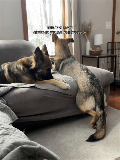Why German Shepherds Make Great House Protectors
