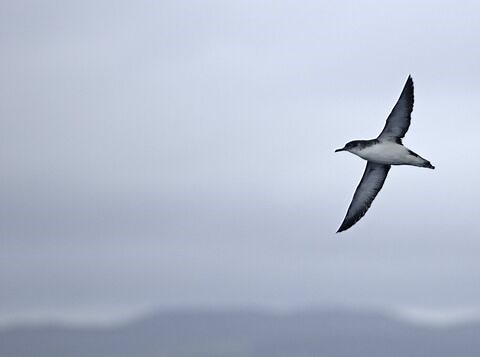 Skomer Island | The Wildlife Trust of South and West Wales