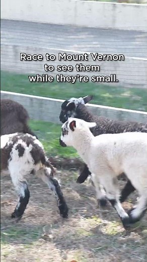 Don't Miss Mount Vernon's Lambs