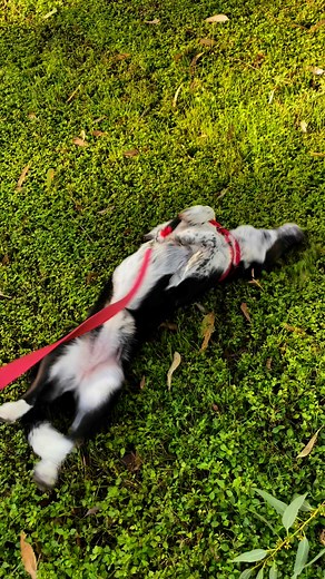 Cassie really LOVES rolling around in the grass! 🐾💚 | Brisbane Boarding