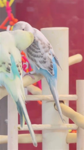White parakeets