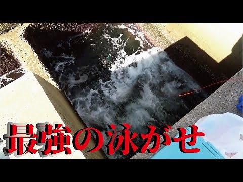 【大穴の王者】これ以上ない最強のアジの泳がせ釣りで動画史上初の大物キタ（980話目）