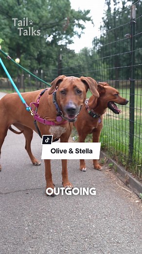 Olive and Stella, 4 and 7 Years Old, Boxer Pit Bull (& More) Mix and Rhodesian Ridgeback, Olive and Stella are two good girls who love to spend time together. While they may be sisters from different misters, they have become very bonded and love to go on walks in the park and hang by the beach. Their dad is now also very excited about their walks thanks to @No Rip Poop Bags , the poop bags that dispense like tissues! They have completely changed the poop bag game, making it so much easier to gr