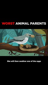 Worst Animal Parents: Cuckoos | Be Amazed