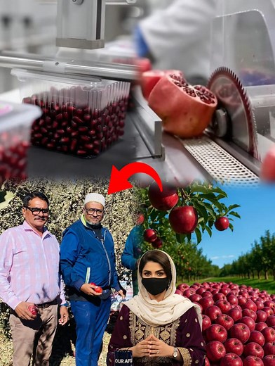 965K views · 56K reactions | پاکستان سره د لارو بندیدل افغانستان ته ګټه وکړه، هند ته د مڼو صادرات او کندهار کې د انارو د پروسس کارخانې فعالیدل | Our Afghanistan | Facebook