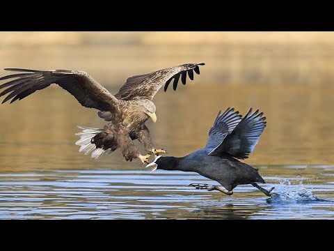 The King Of The Sky - White Tailed Eagle Hunting Coots
