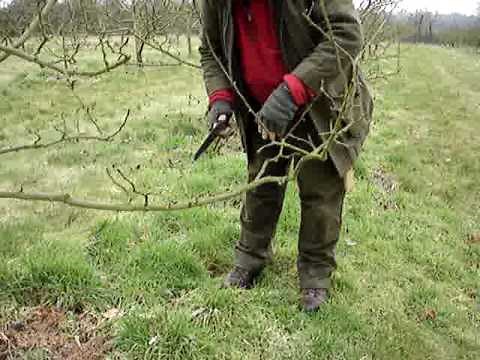 Fruitwise guide to apple tree pruning-using the saw