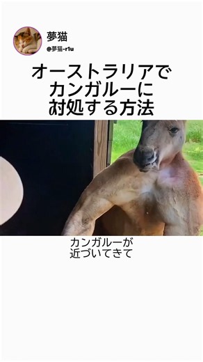 How to deal with kangaroos in Australia