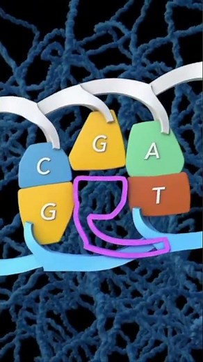 How often do mutations happen? #genetics #animation #mutation #geneticdiversity #biology #mutant