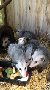 2.8M views · 153K reactions | tonight we f e a s t | animals eating fruit | Facebook