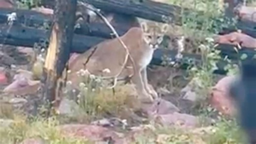'I was terrified.' Mississippi hunter shoots charging mountain lion. See what happened next
