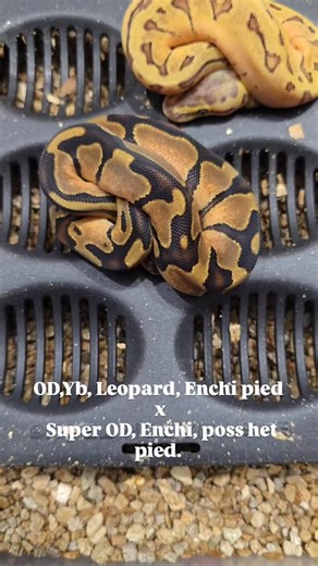 Matt Dillahunty on Reels