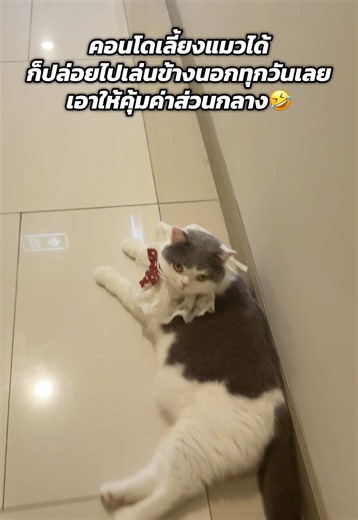 คอนโดเลี้ยงแมวได้: ปล่อยแมวเล่นหน้าห้องทุกวันอย่างปลอดภัย