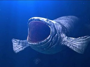 bloop海怪声音是真的吗