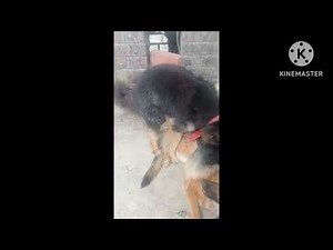 German Shepherd dog mating videos#