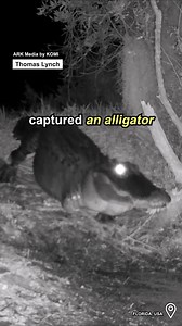 This trail cam caught a three-legged gator 🐊 | ARK Media