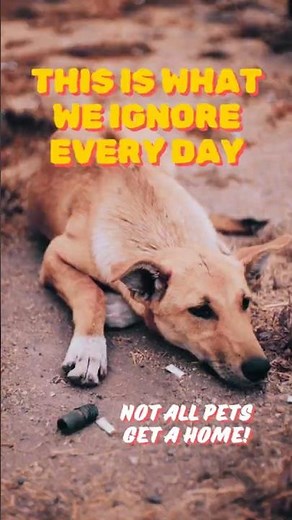 A Day in the Life of a Stray Animal — This Is Their Reality 💔🐾#StrayAnimals #AnimalRescue