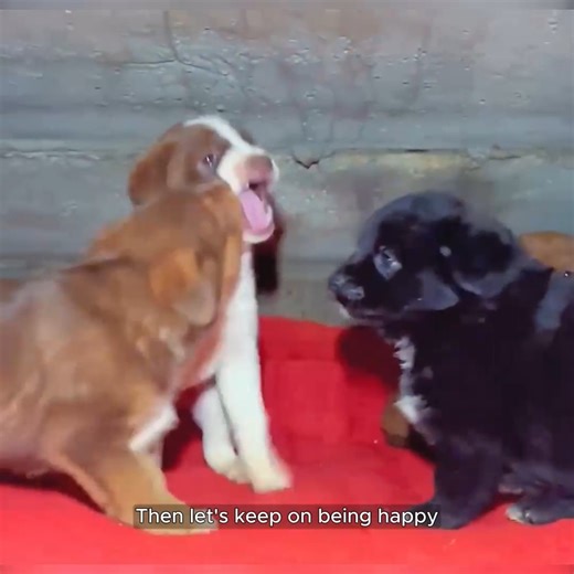 Stray Dog Mom Gives Birth to 5 Puppies Under My Building, Carefully Recording Their Joyful Growth. #animalrescue #RescueDog #dog #StrayDog #animals | Animal Shelter