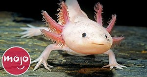 Top 20 Weirdly Cute Pets You Should Own | Articles on WatchMojo.com
