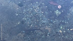 4K HD video of one newt swimming underwater. A newt is a salamander and are are semiaquatic, alternating between water and land habitats. they spend more time in the water during breeding season.