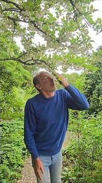 Japanese Snowbell Tree (styrax japonica) #arboretum #gardening #permaculture #scented #ideas #herbs