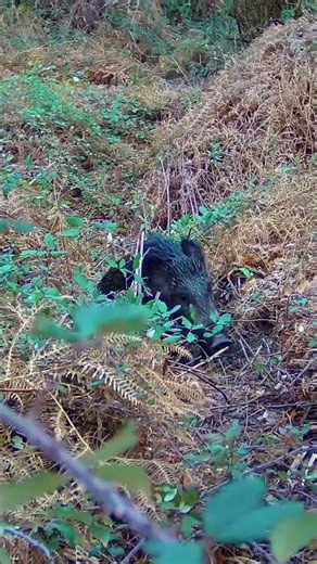 Extreme Wolf Hunting in Russia | Dangerous Wilderness Adventure 2026