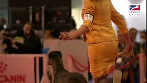 #EDS2022 - Jour 3 L'European Dog Show 2022 s'est terminé hier en apothéose ! De grands moments que vous retrouverez dans notre vidéo best of du troisième et dernier jour de l'exposition ! | Centrale Canine