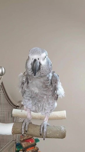 Bird Loves To Talk🤣 #birds #pet #animal #parrots #funny #cosmothefunnyparrot #talkingparrot #funnyreels #fyp #facebookreels | cosmothefunnyparrot